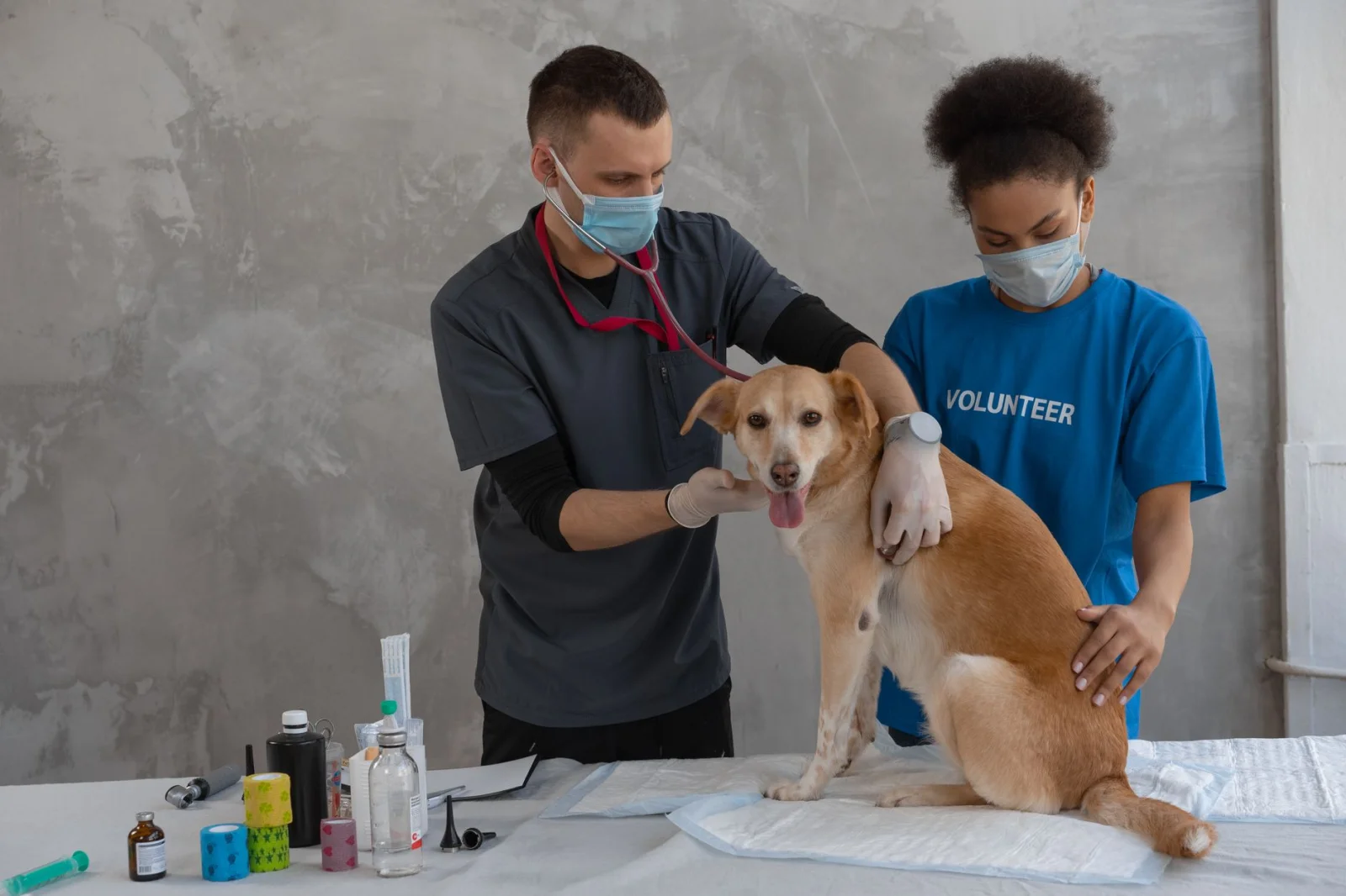 Why You Should Care About Your Pets' Health?