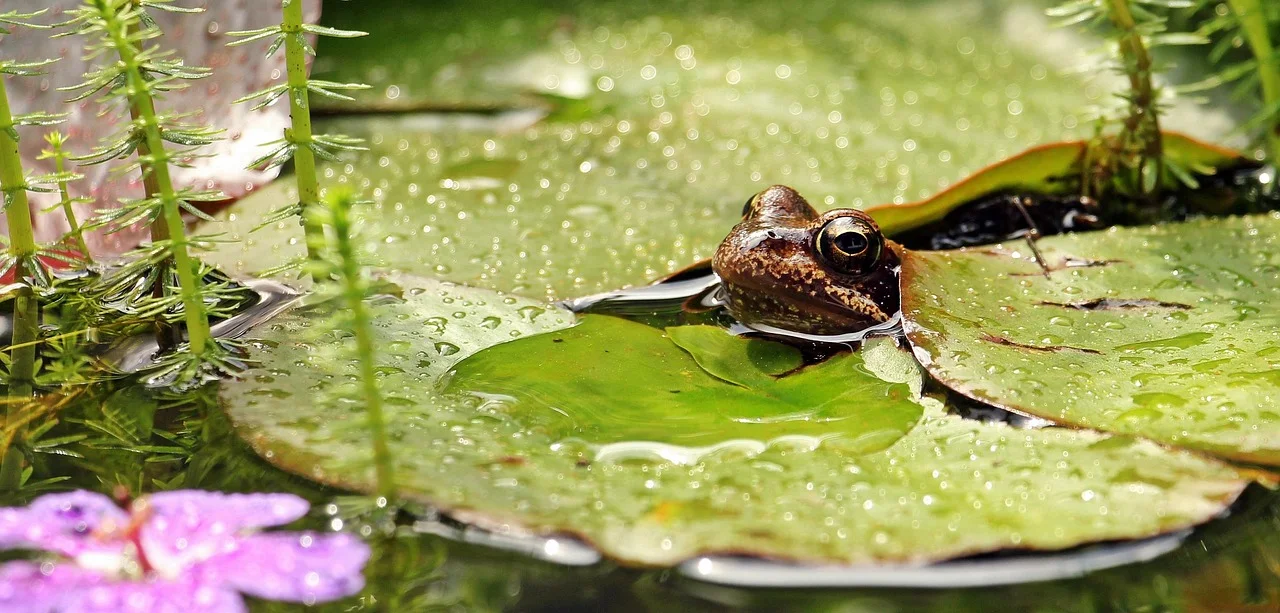 Exciting Challenge: Can You Find the Hidden Frog?