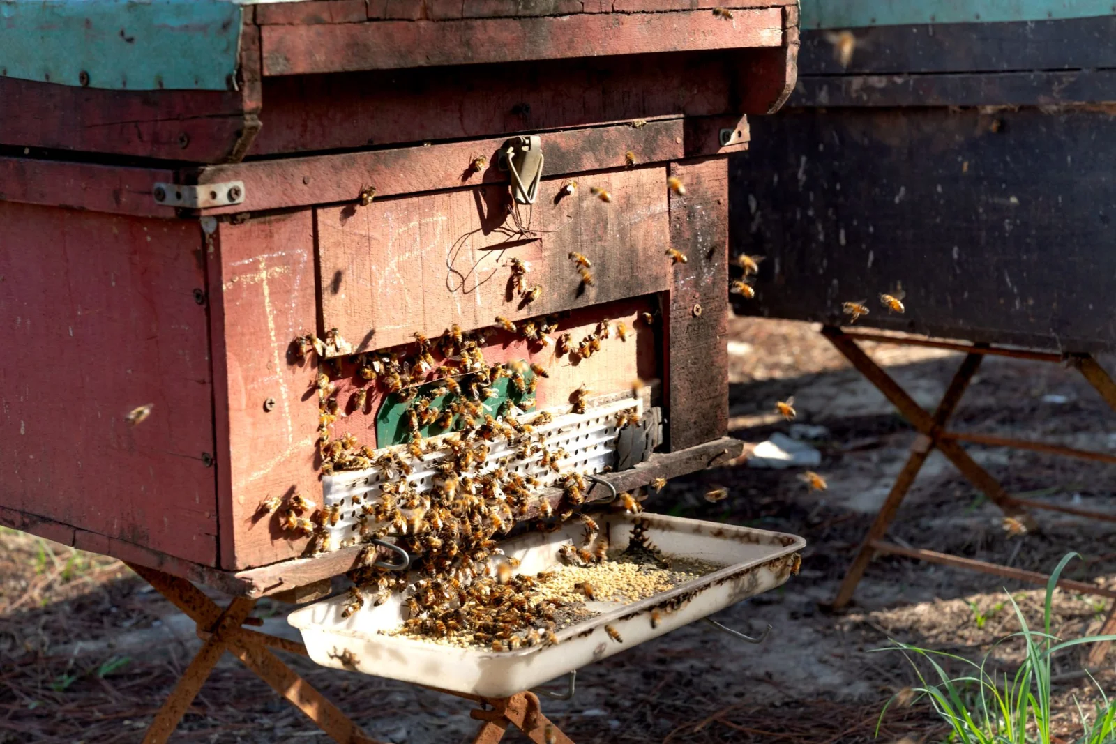 Delicious Insects: Bumblebees and Their Eager Tongues