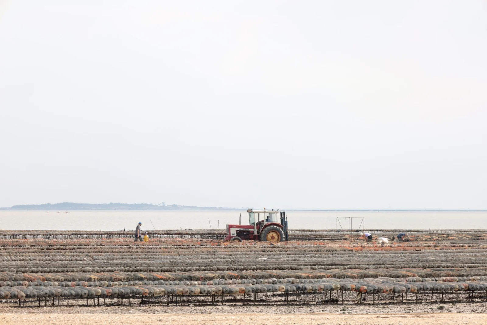 The Beginning of a New Season in Shellfish Farming: Fascinating Secrets of the Aquaculture World