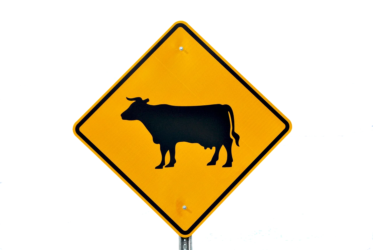 Runaway Cows Stop Traffic!