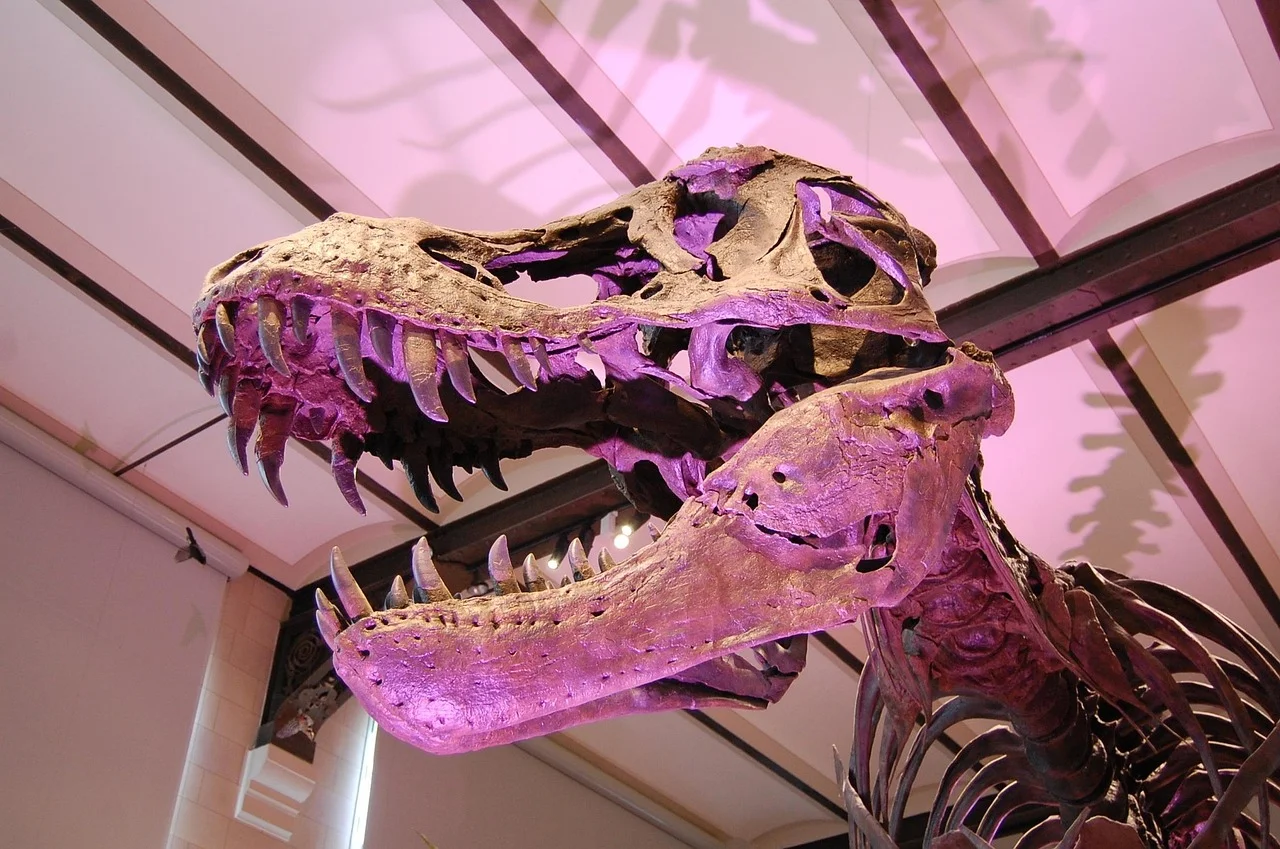 Prehistoric Genius: A Real Dinosaur Skeleton Goes Up for Auction for $19 Million!