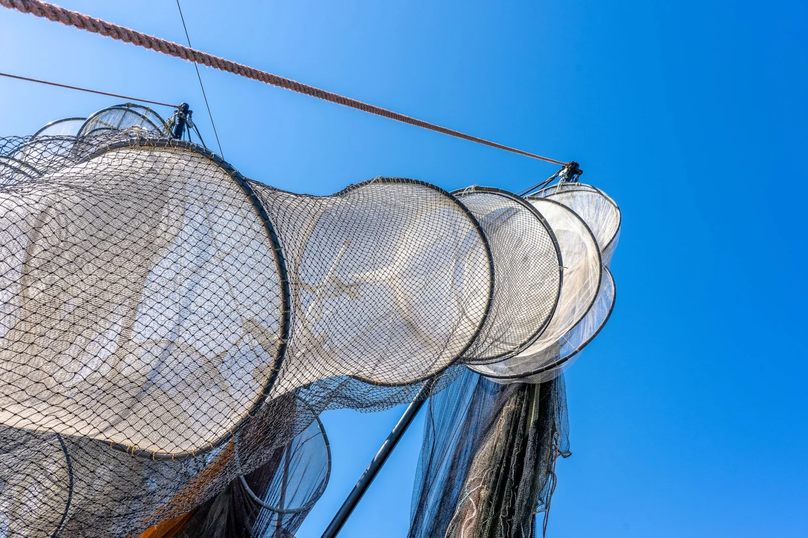 The Shell Harvest Season in Sylt: The Mystery of Empty Nets