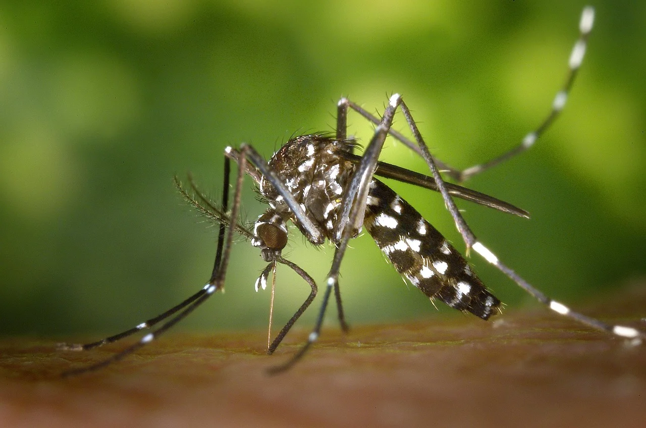 Fly Bites: Pain and Side Effects You Can't Ignore!
