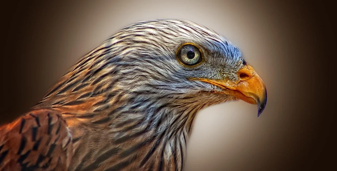 Remarkable Progress in the Population of Rare Birds in Bautzen