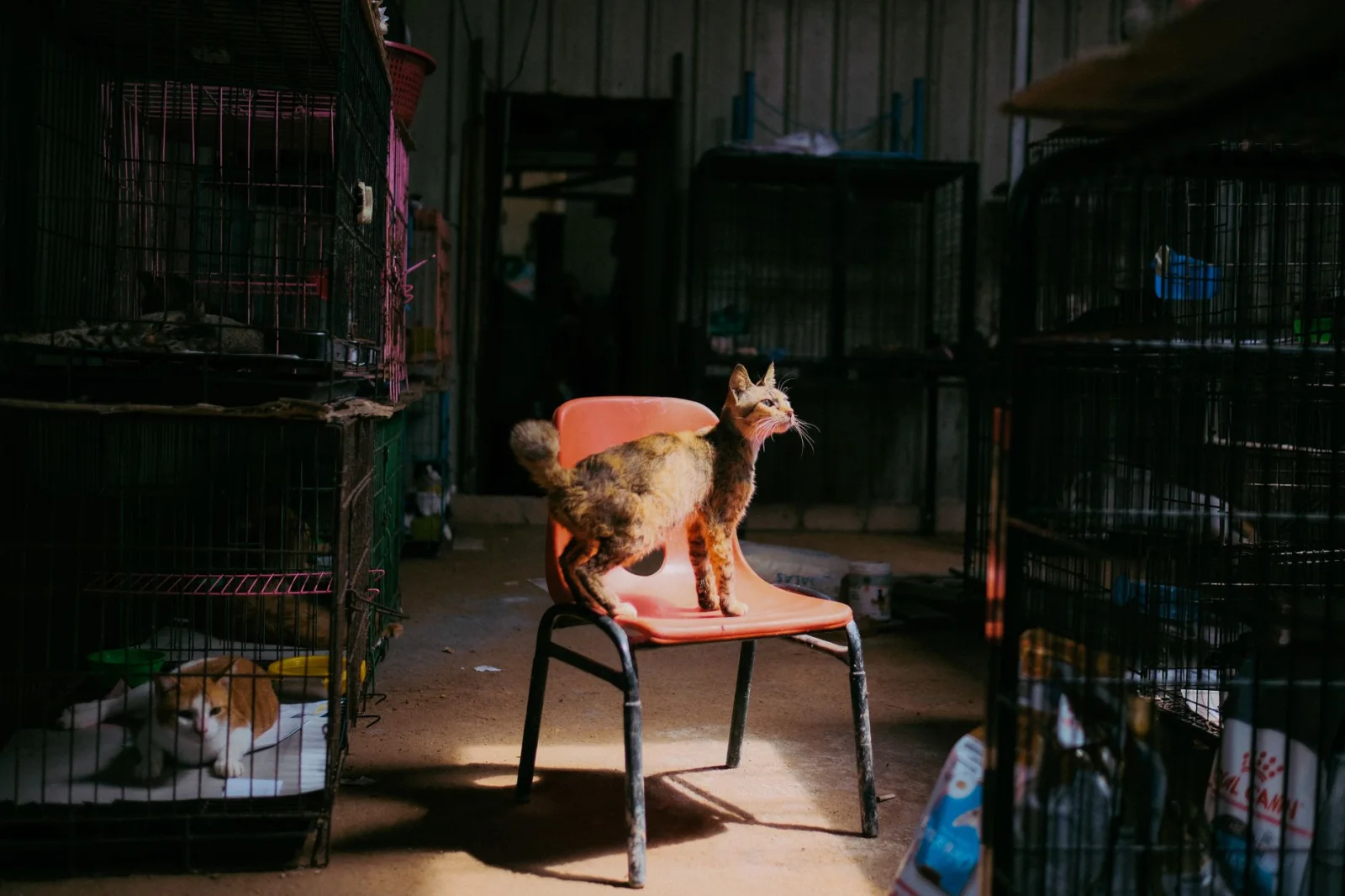 The Uncertain Fate of Cats: A Wake-Up Call at the Nuremberg Animal Shelter