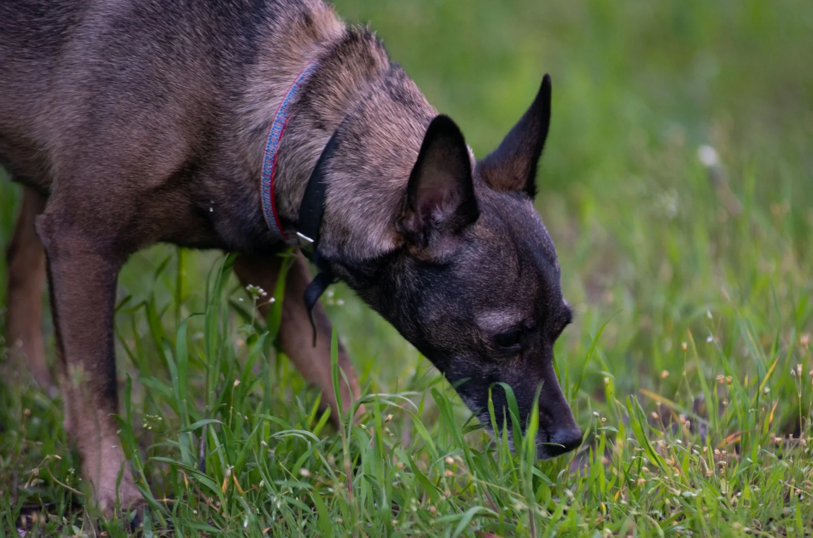 Revolution in the World of Pets: A New Collar that Finds Dogs