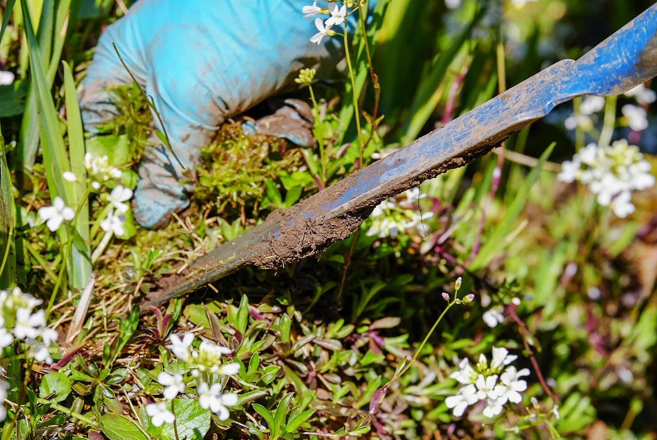 How to Fight Dandelions in Your Garden?