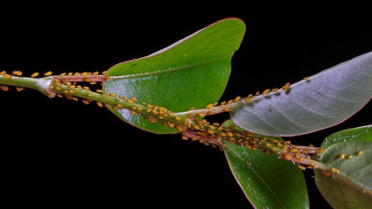 Tree Danger: Infestation of Harmful Caterpillars in Oberndorf Gardens!
