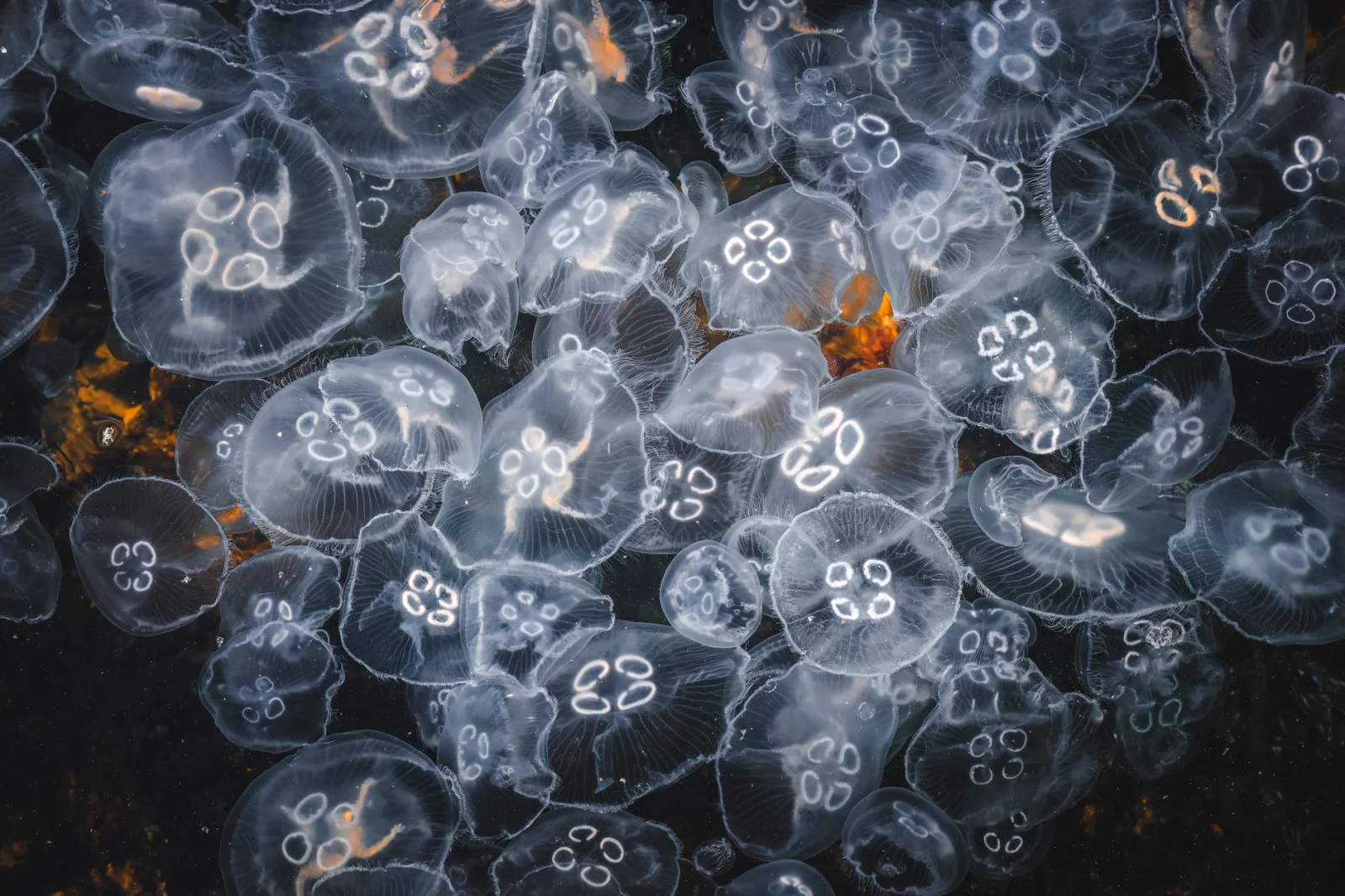 Diving into the Galaxy of Algae: A Stunning Display in the Philippines