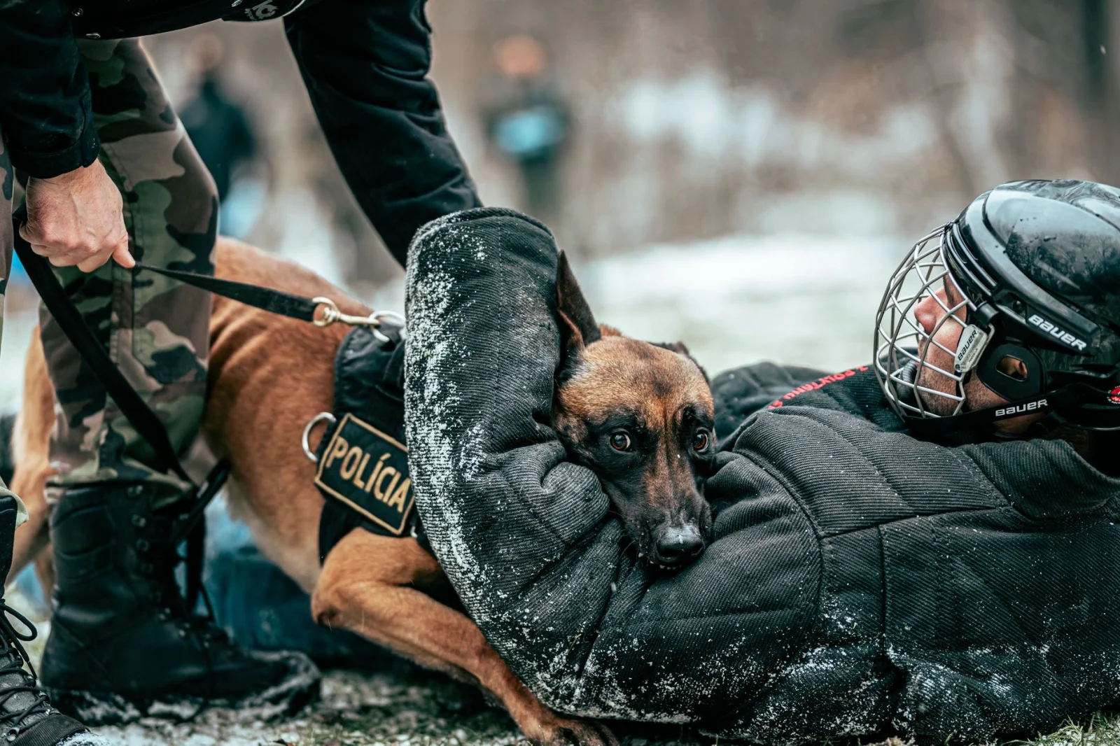 Dangerous Attack Claim: Police Dog Attacked a Man