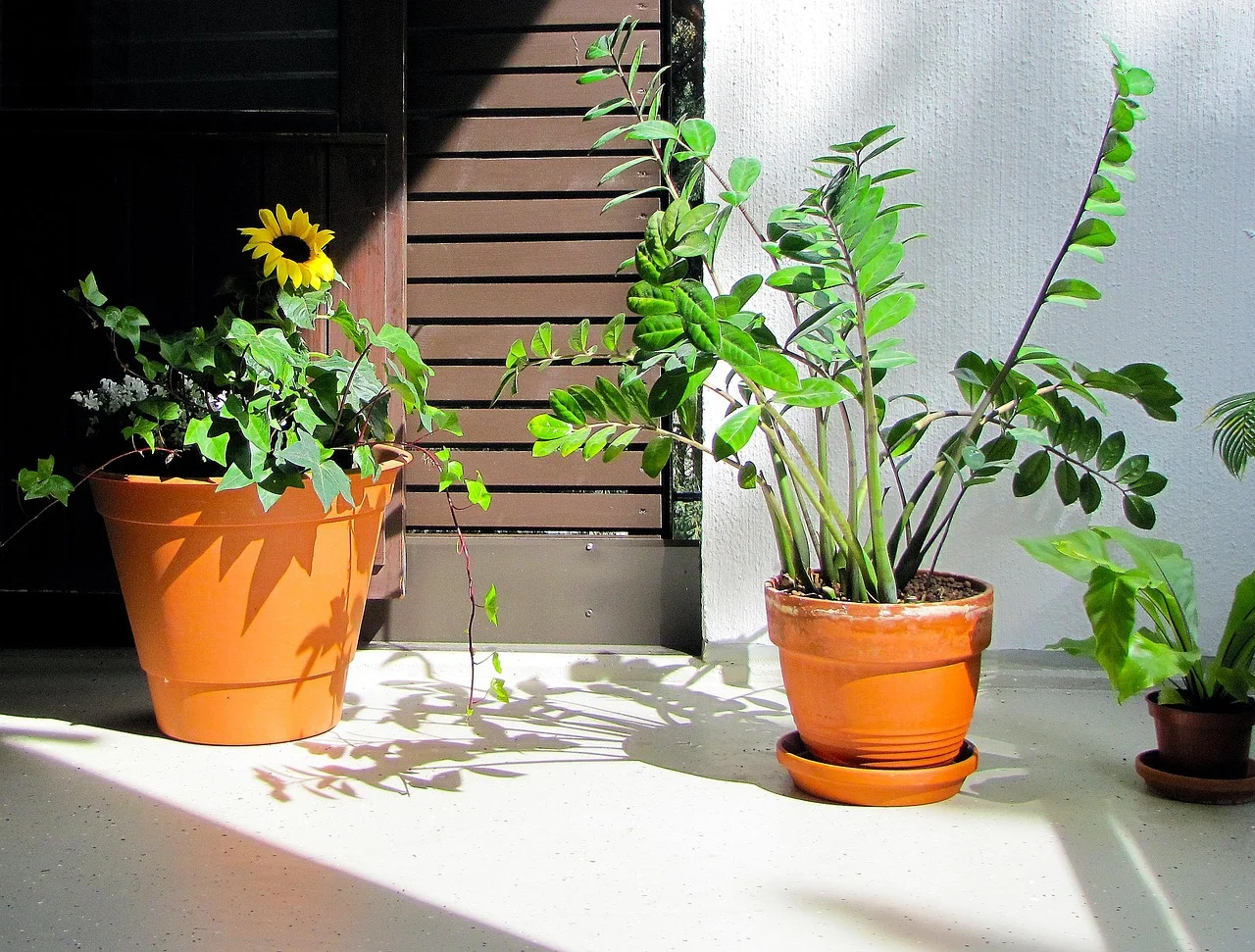 The Amazing Presence of Ants on Balconies: Which Plants Attract Them?