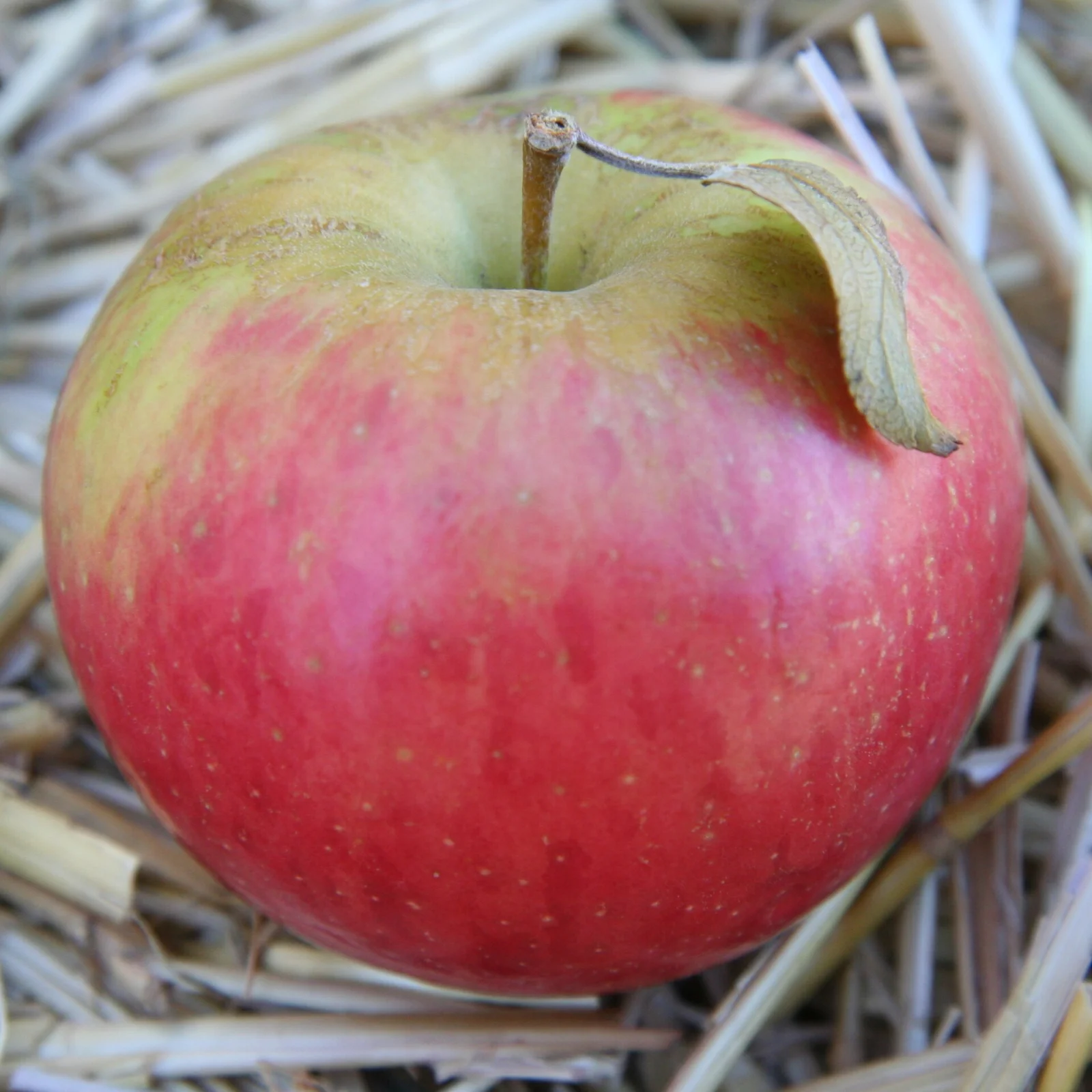 Is iCloud User Privacy at Risk? Apple Will Soon Fix Security Flaw!