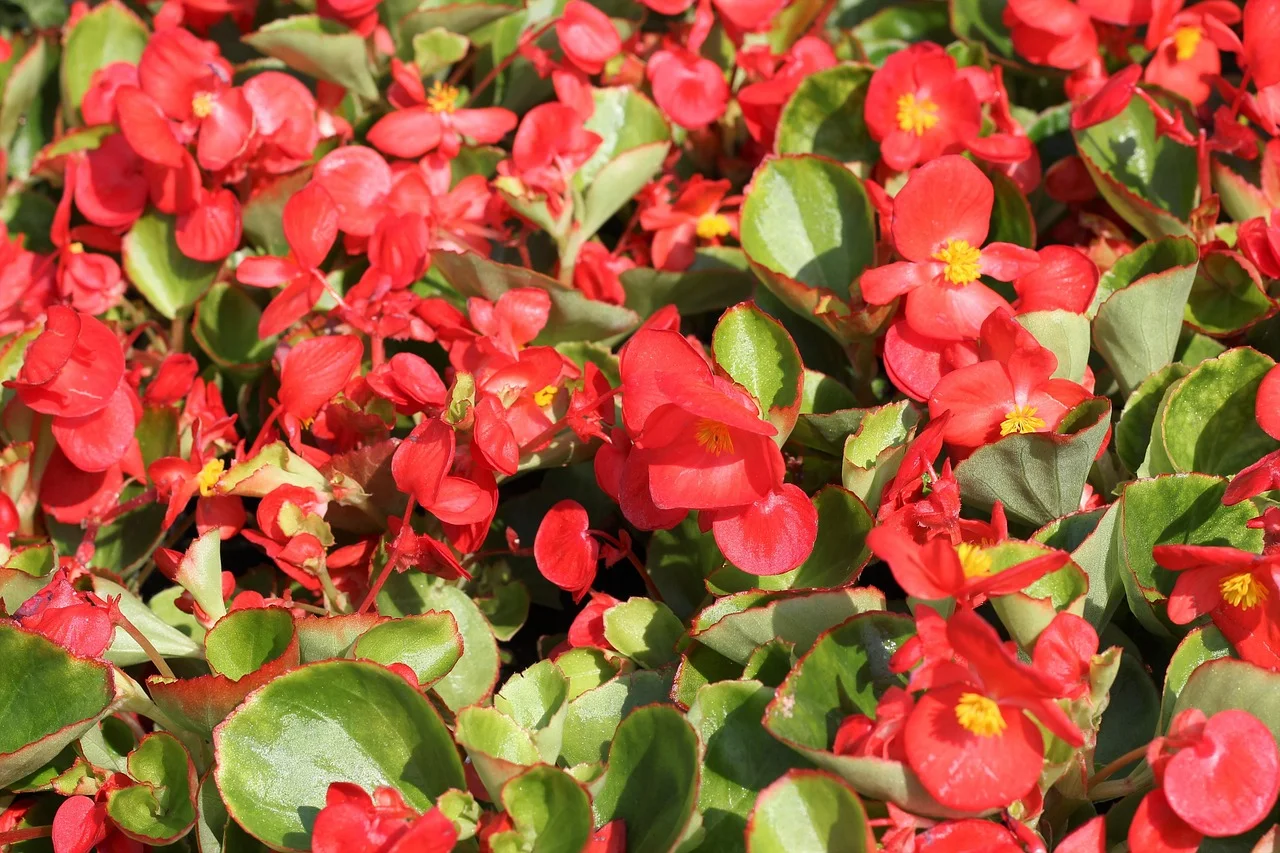 A New Season of Gardening: Flower Exhibitions in 2032 and 2034
