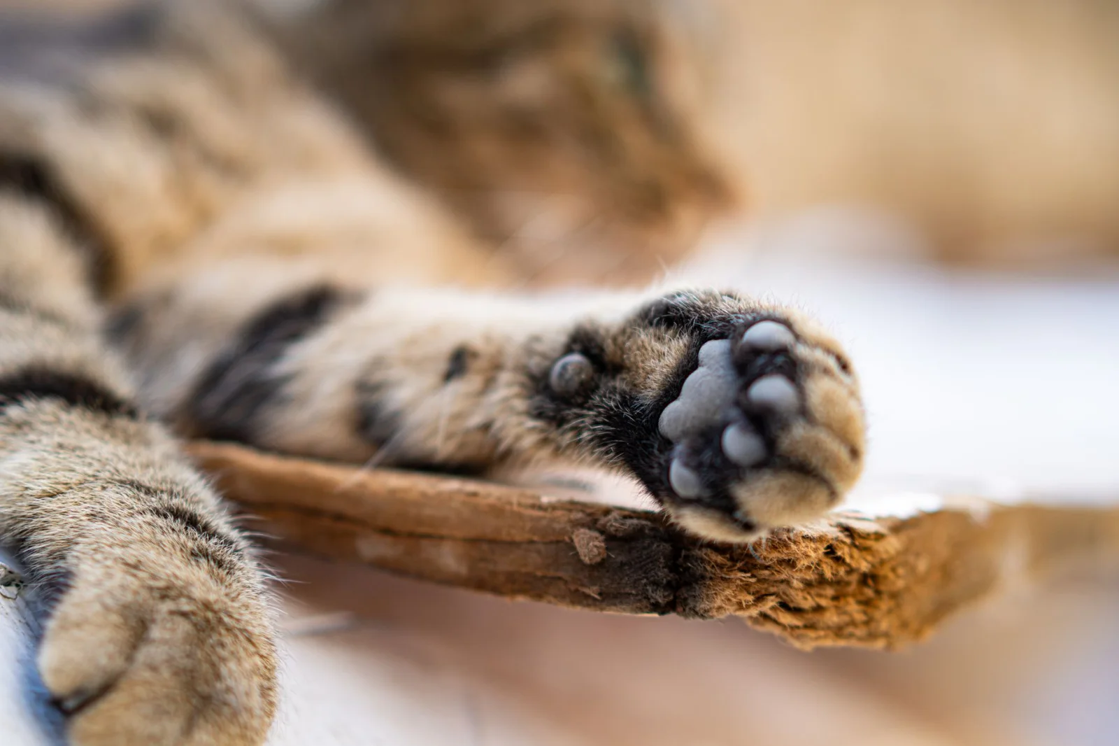The Hidden Language of Cats: Discover the Secrets of Their Paw Messages!