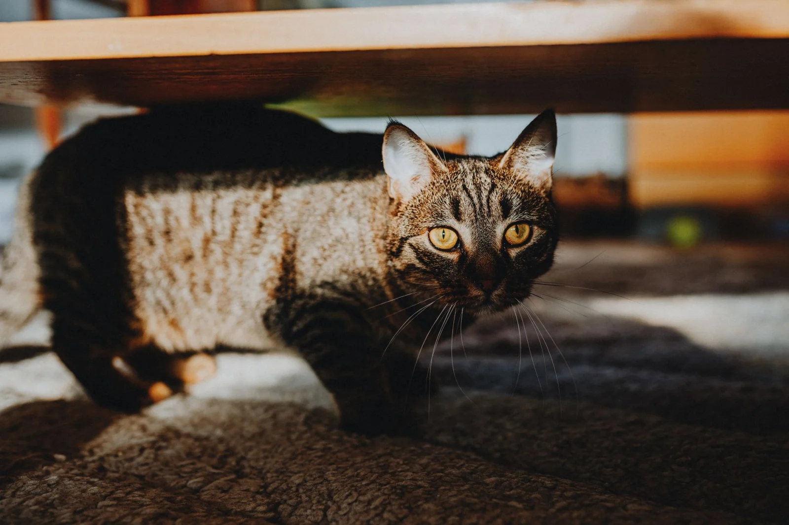 Hidden Dangers: Fragrances and Cat Health
