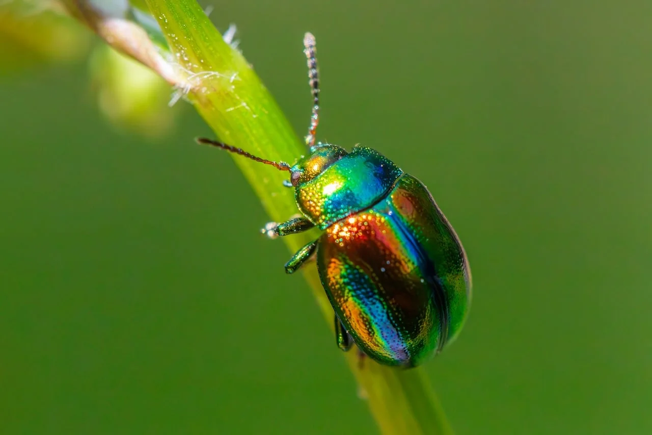 Two Amazing Methods to Combat Ticks in Your Garden
