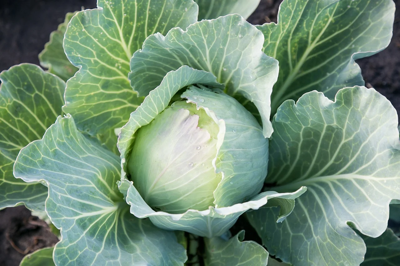10 Vegetables That Stay Green in the Summer Heat