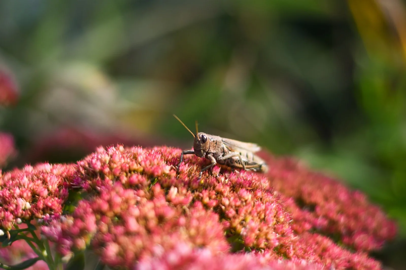 Discovery of a Pink Cricket in Austria: A Rare Biological Phenomenon!