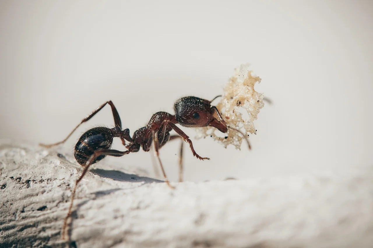 Why You Shouldn't Overlook the Presence of Ants in Your Garden?