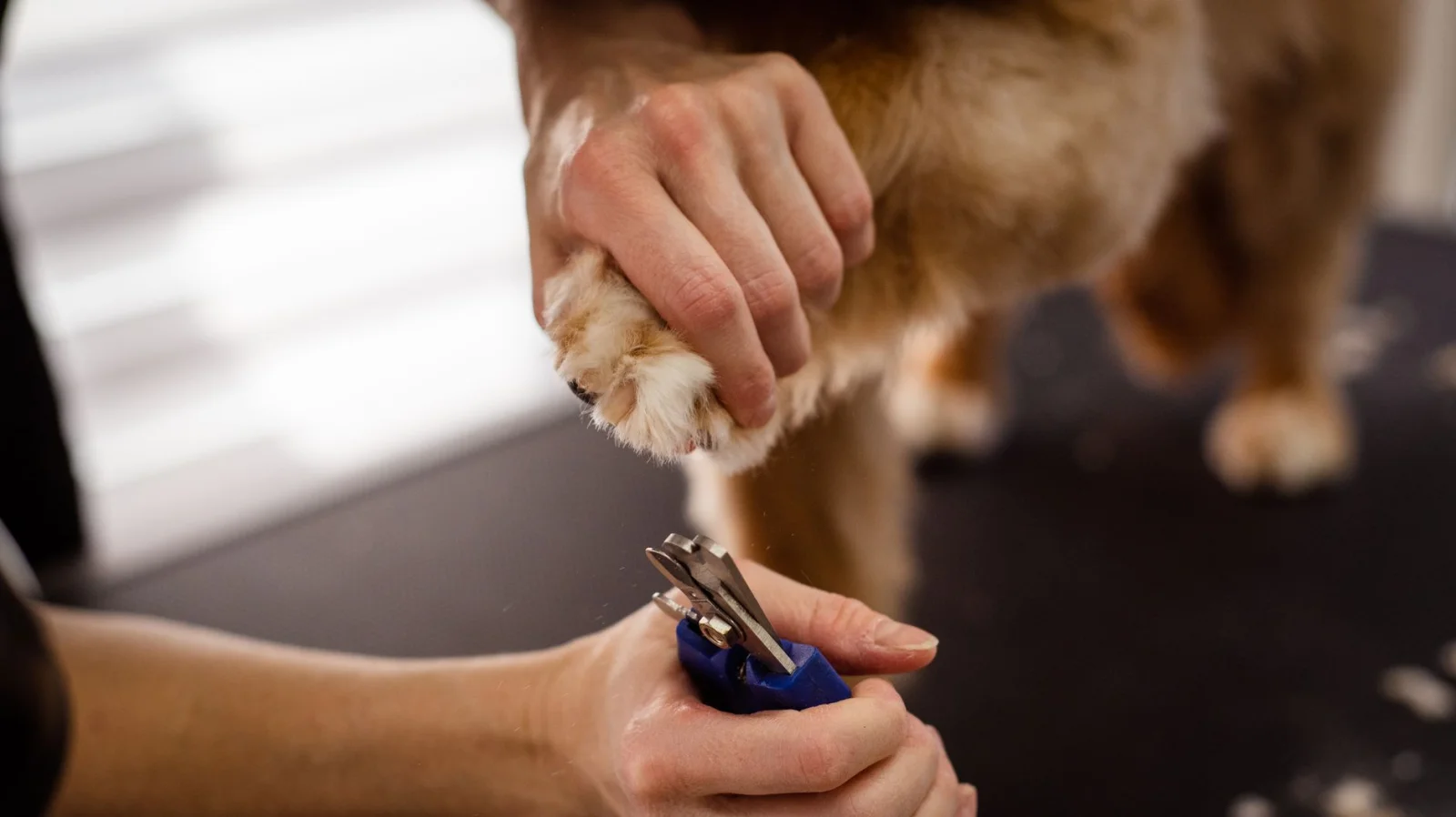 The Dangers of Trimming Dog Paw Hair: What You Need to Know