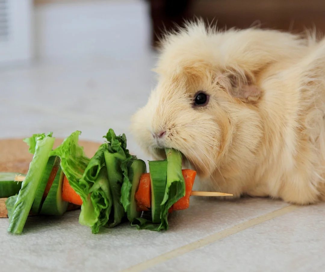 Serious Warning: Why Your Guinea Pig's Lack of Appetite Can Be Dangerous?