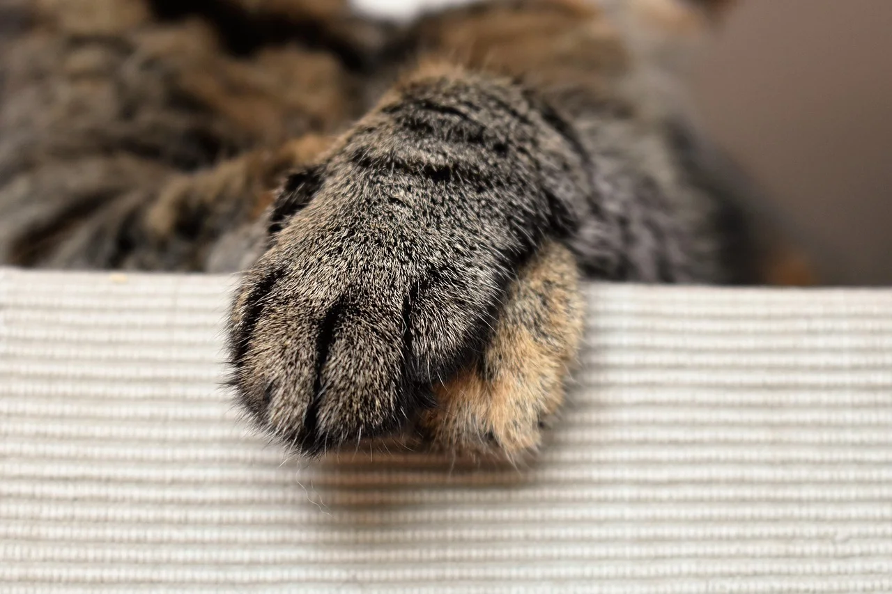Why Do Cats Protect Their Paws So Well?