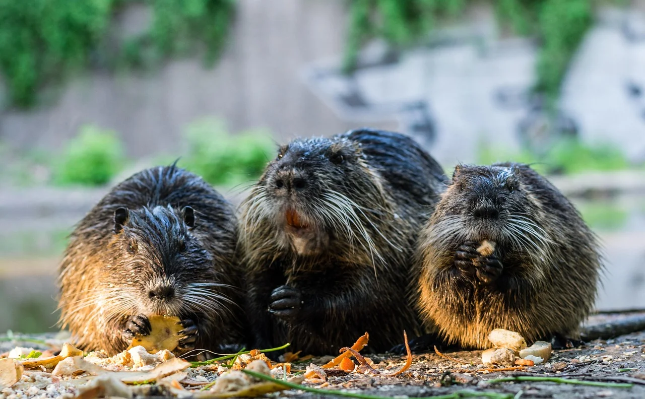 Unprecedented Increase in Nutria Hunting in Germany