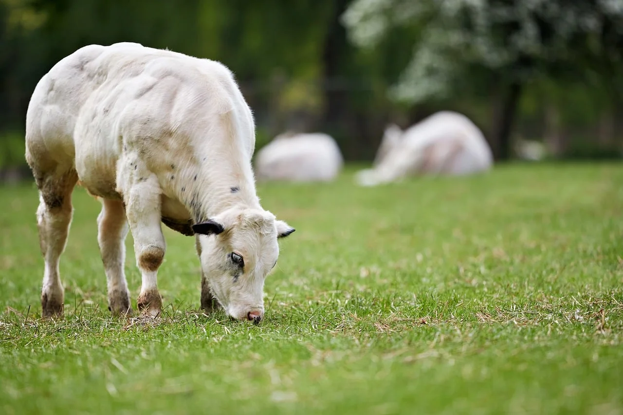 Preserving Old Livestock Breeds: Necessity or Choice?