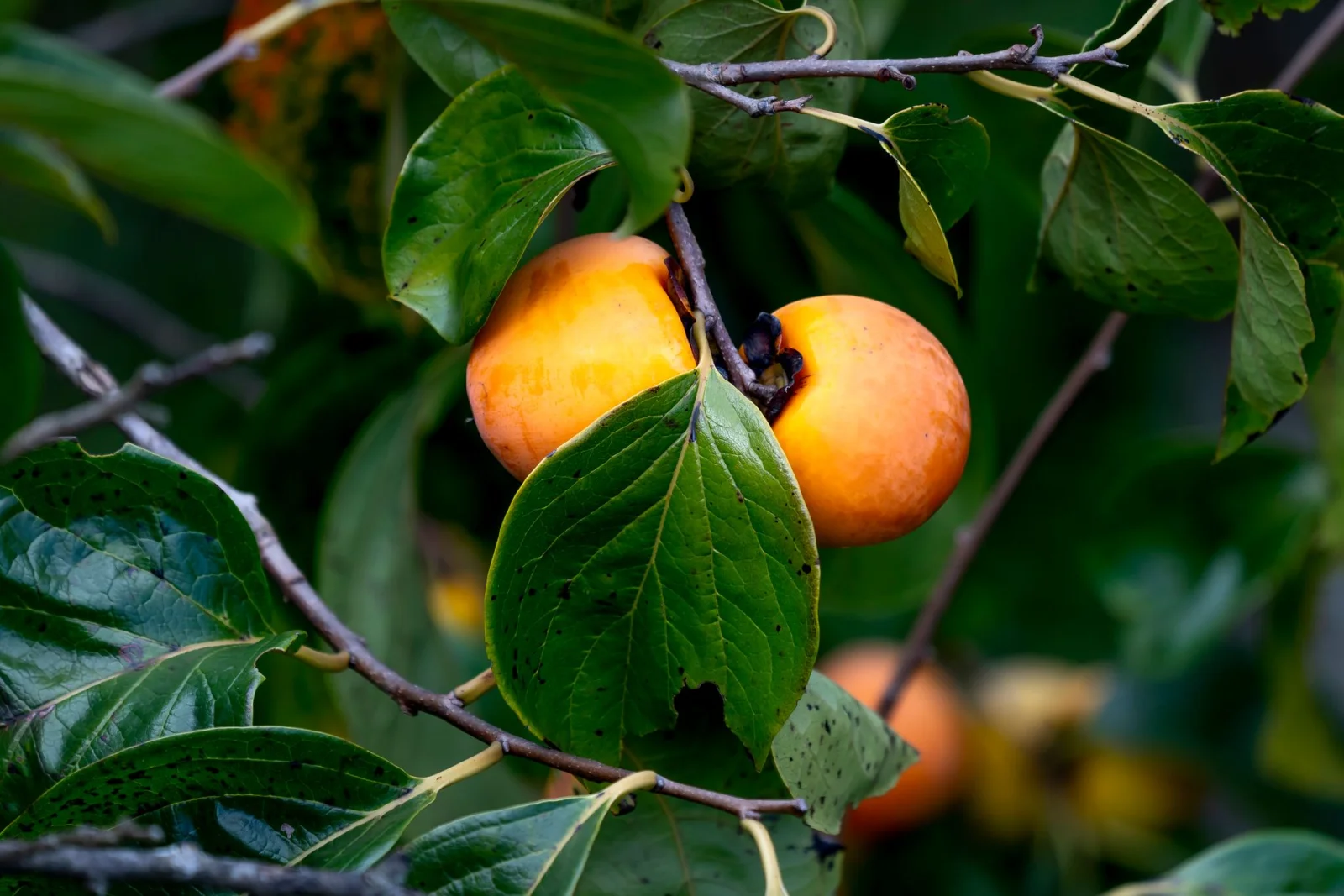 Kaki: A Fruit with Skin or Without Skin?