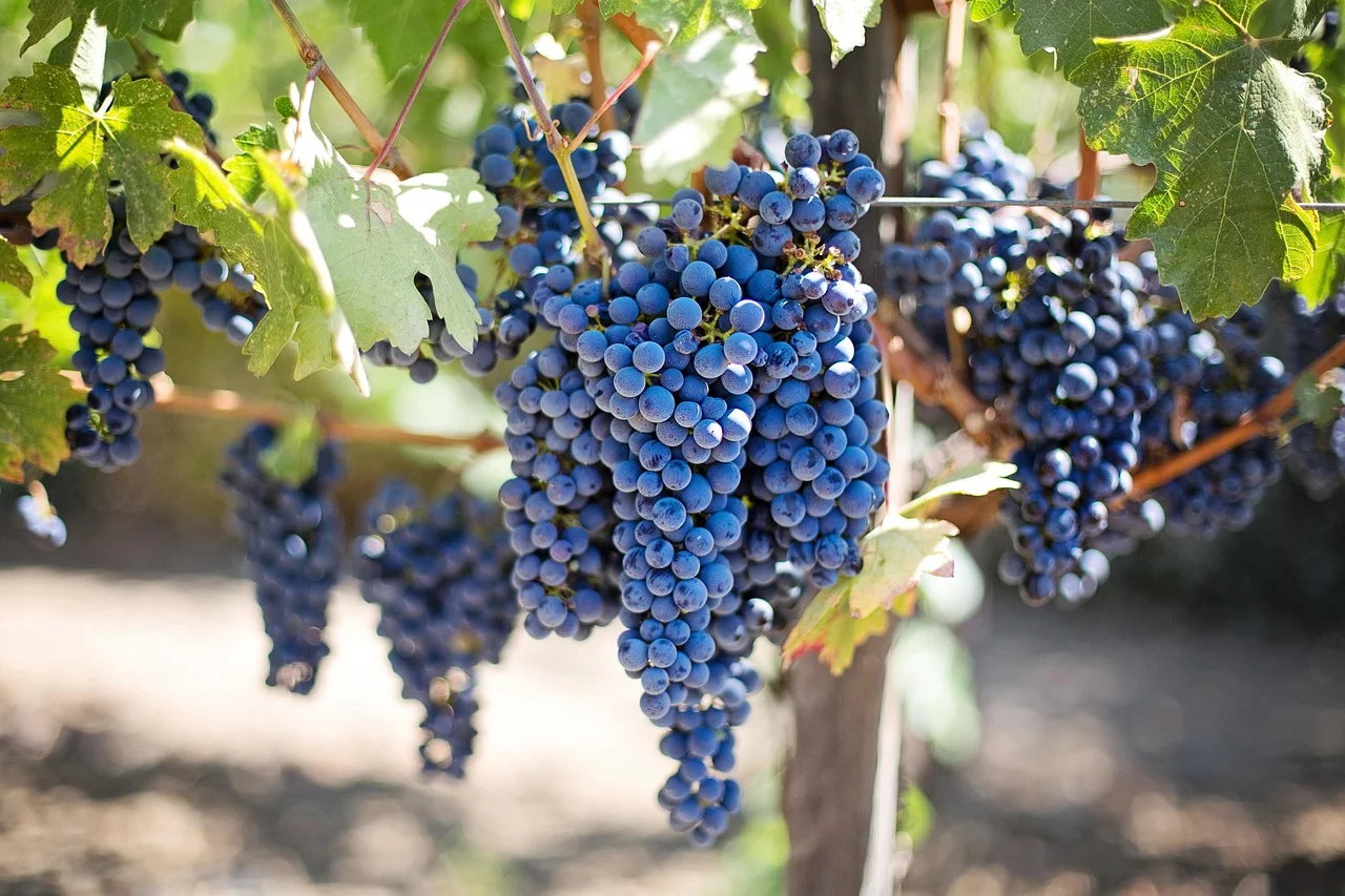 Discovering a New World in Agriculture: An Organic Vineyard Awaits You!