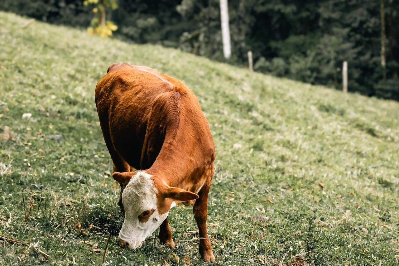 Amazing Transformation: Agricultural Lands are Turning into Diverse Pastures