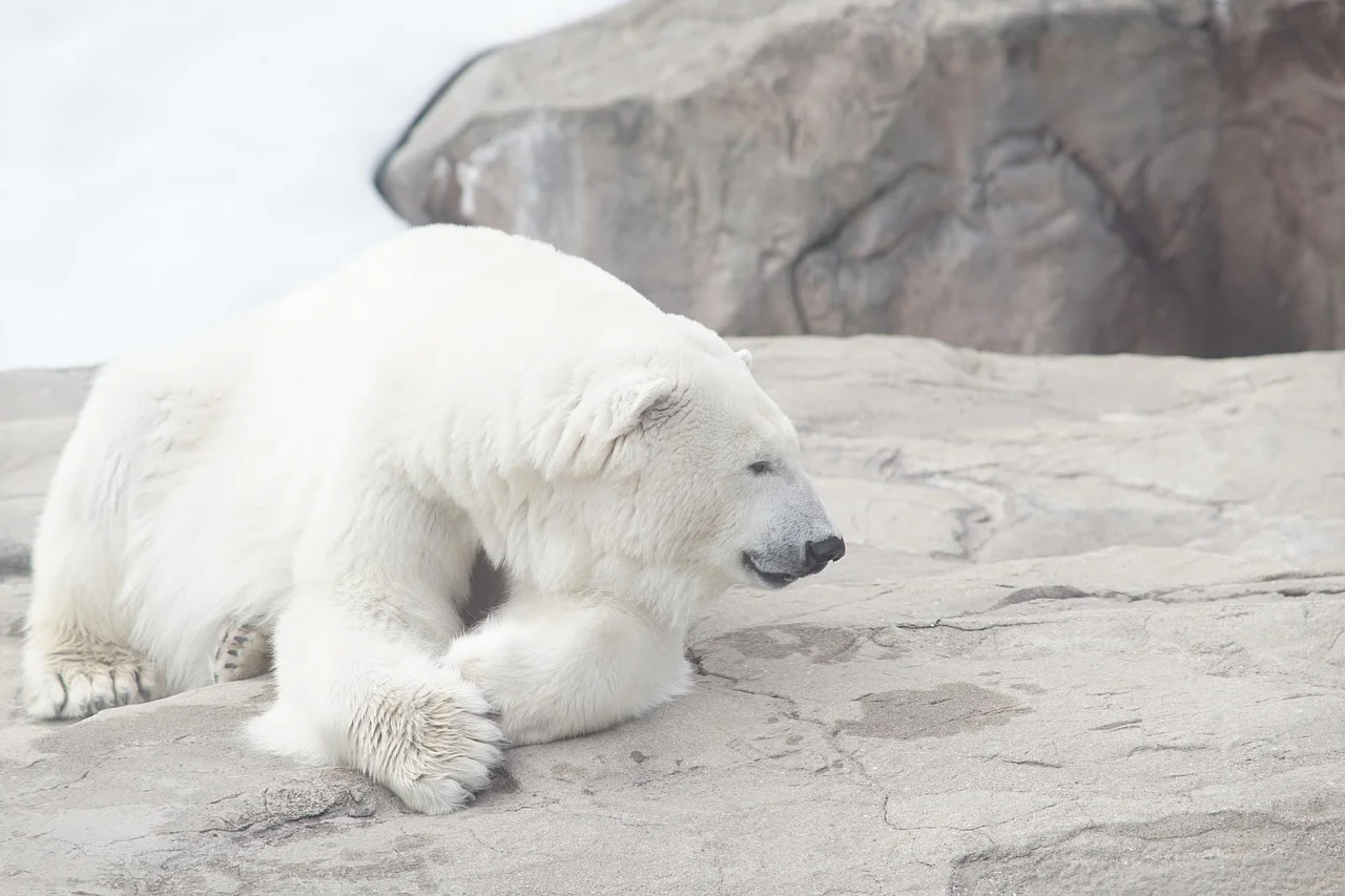 Amazing Exercises of a Polar Bear in the Heart of Nature