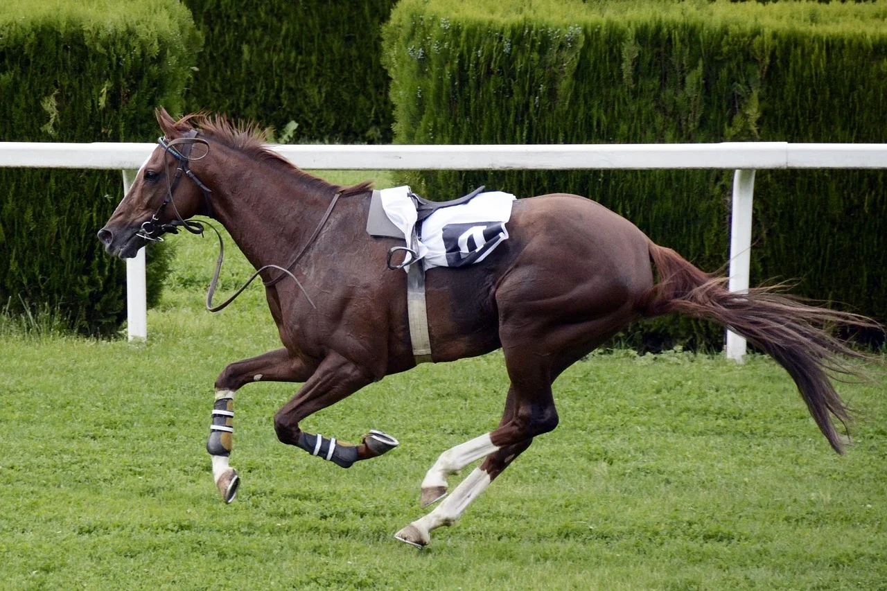 Stunning Victory in Global Equestrian Competitions