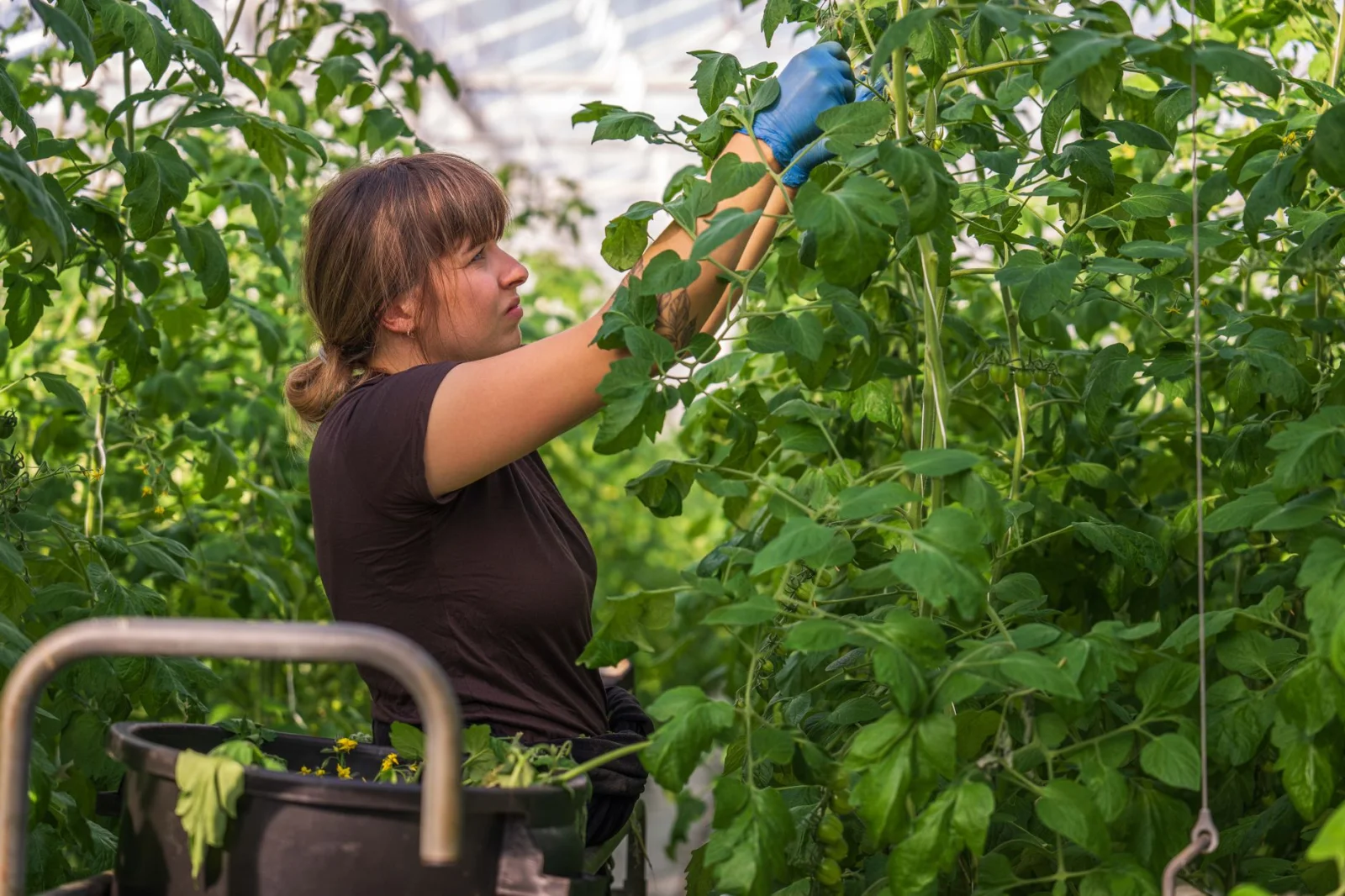 Secrets of Growing Giant Tomatoes: How and When to Remove Extra Shoots from Tomatoes?