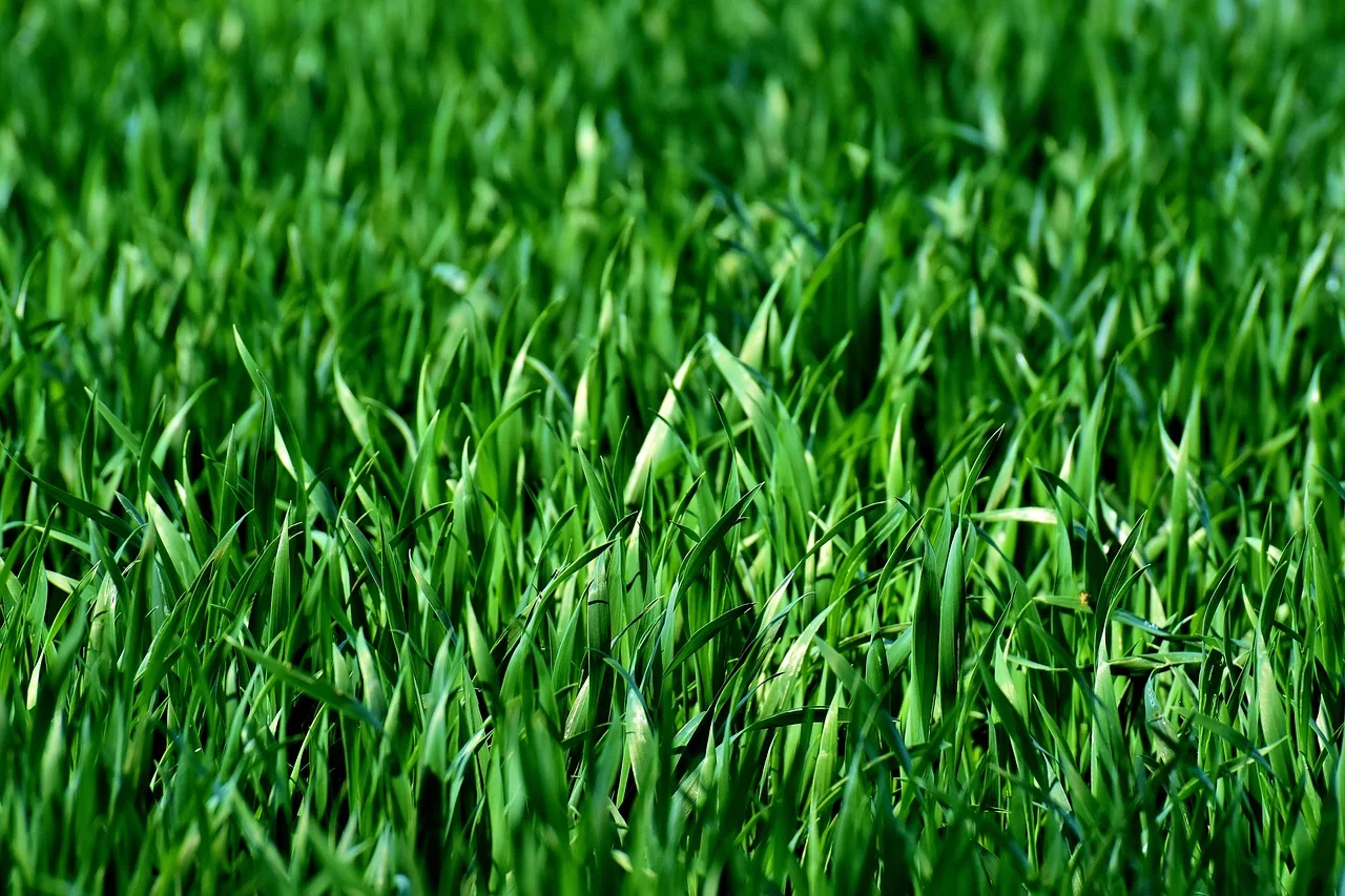 Green Destruction: Saving Grass from Mysterious Fungi