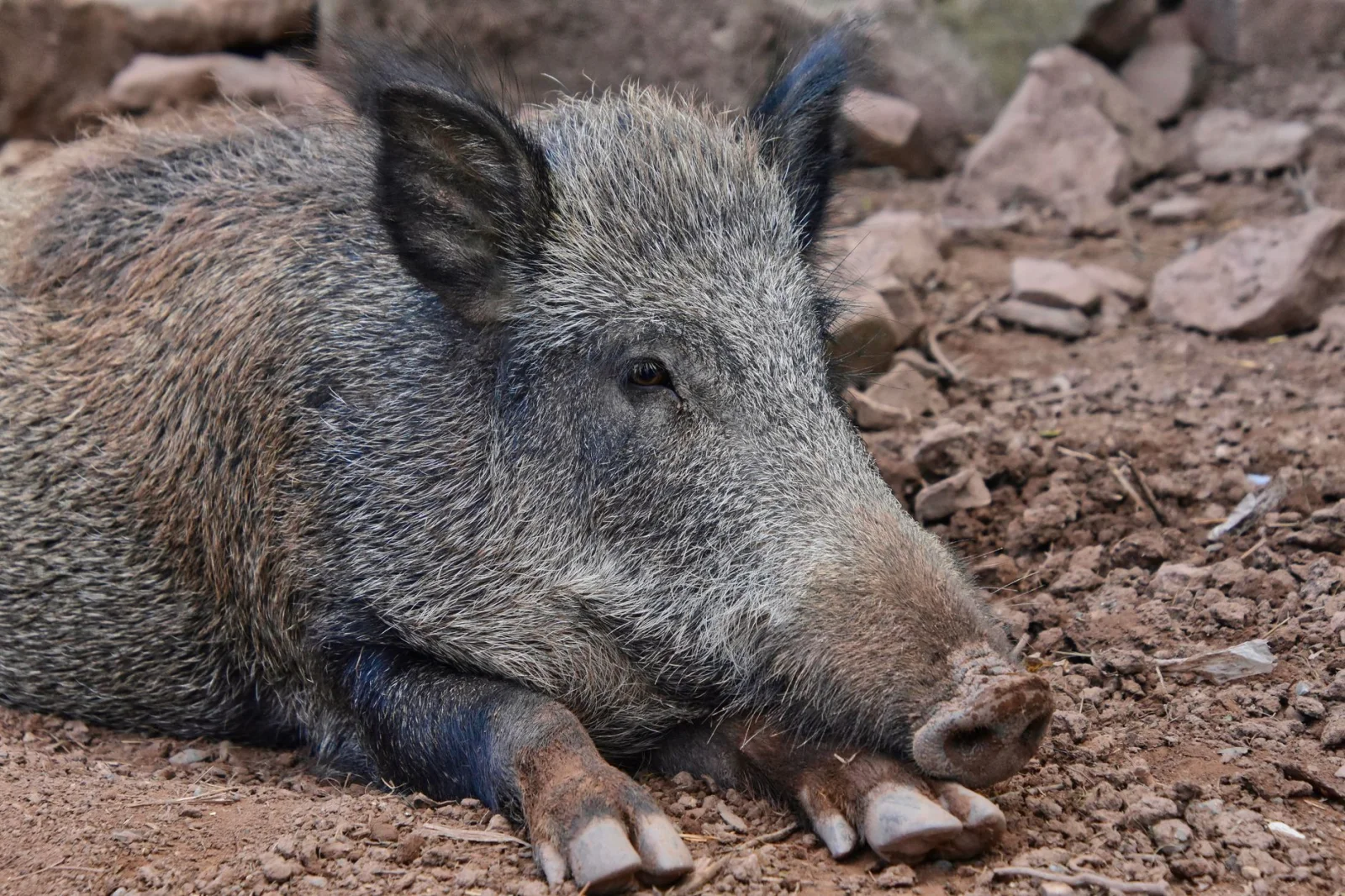 Unexpected Hunt: Wild Boar in Nuremberg Cemetery
