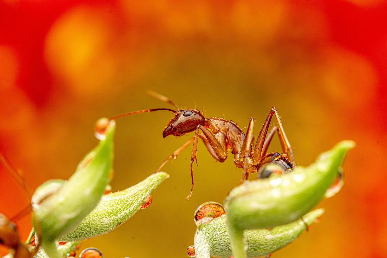 Deadly Traps in Gardens: These Decorations Threaten Insects' Lives