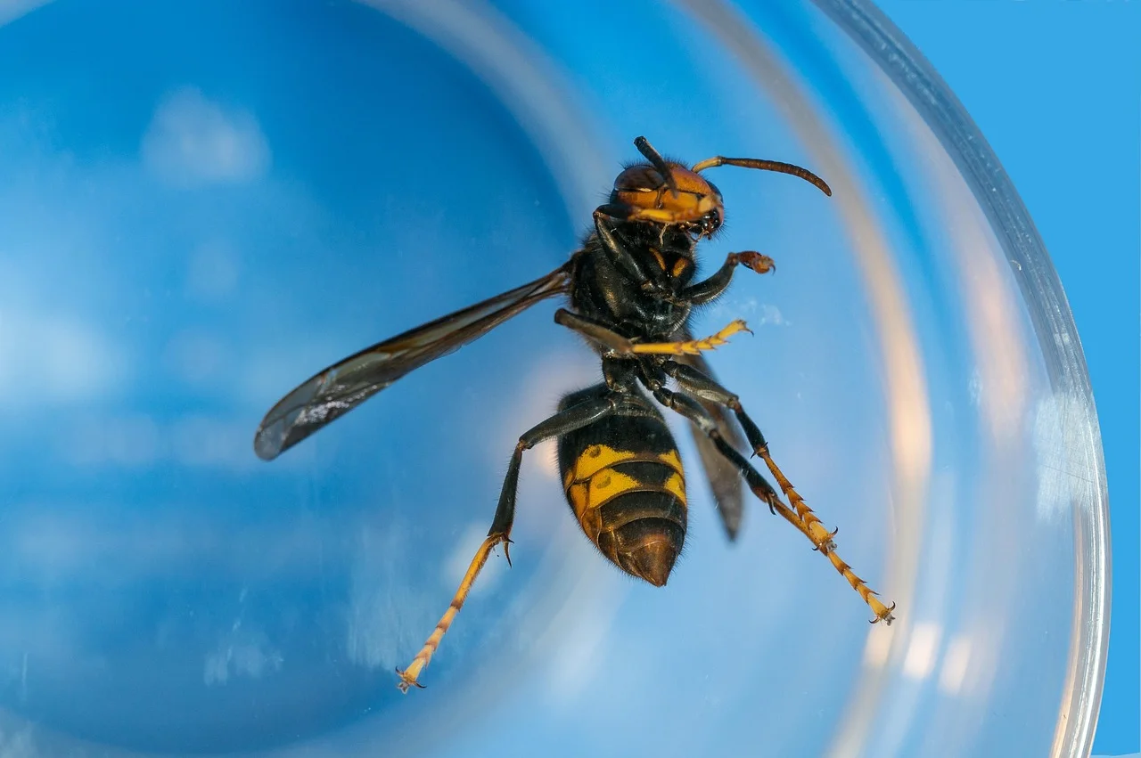 With the Attack of the Bell Flies; Summer is at Risk!