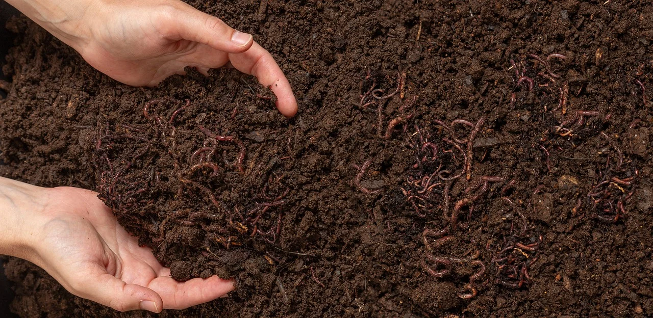 The Hidden Secrets of Earthworms; The Unassuming Heroes of Gardens