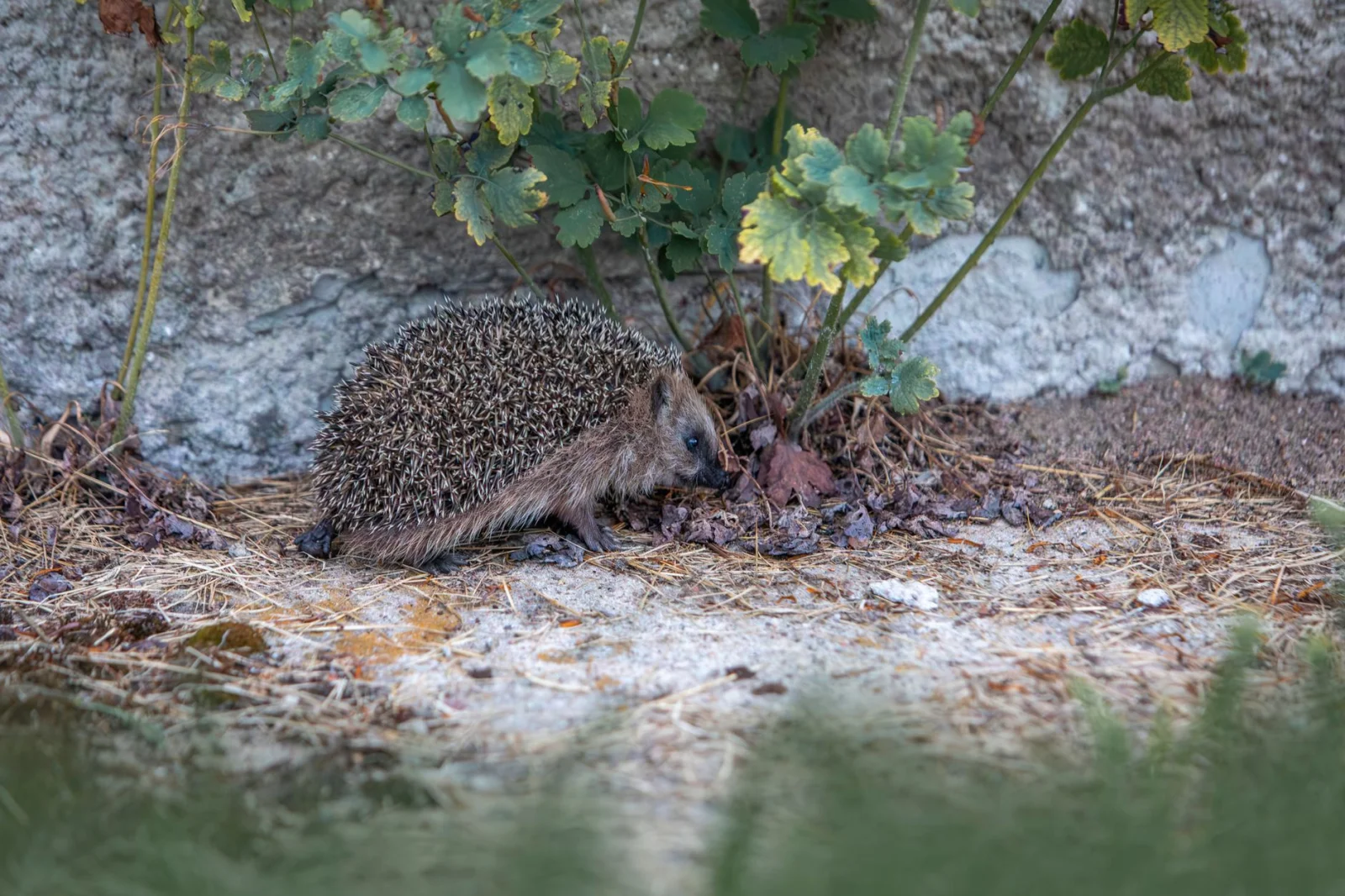 The Interesting Migration of Hedgehogs to Taunus