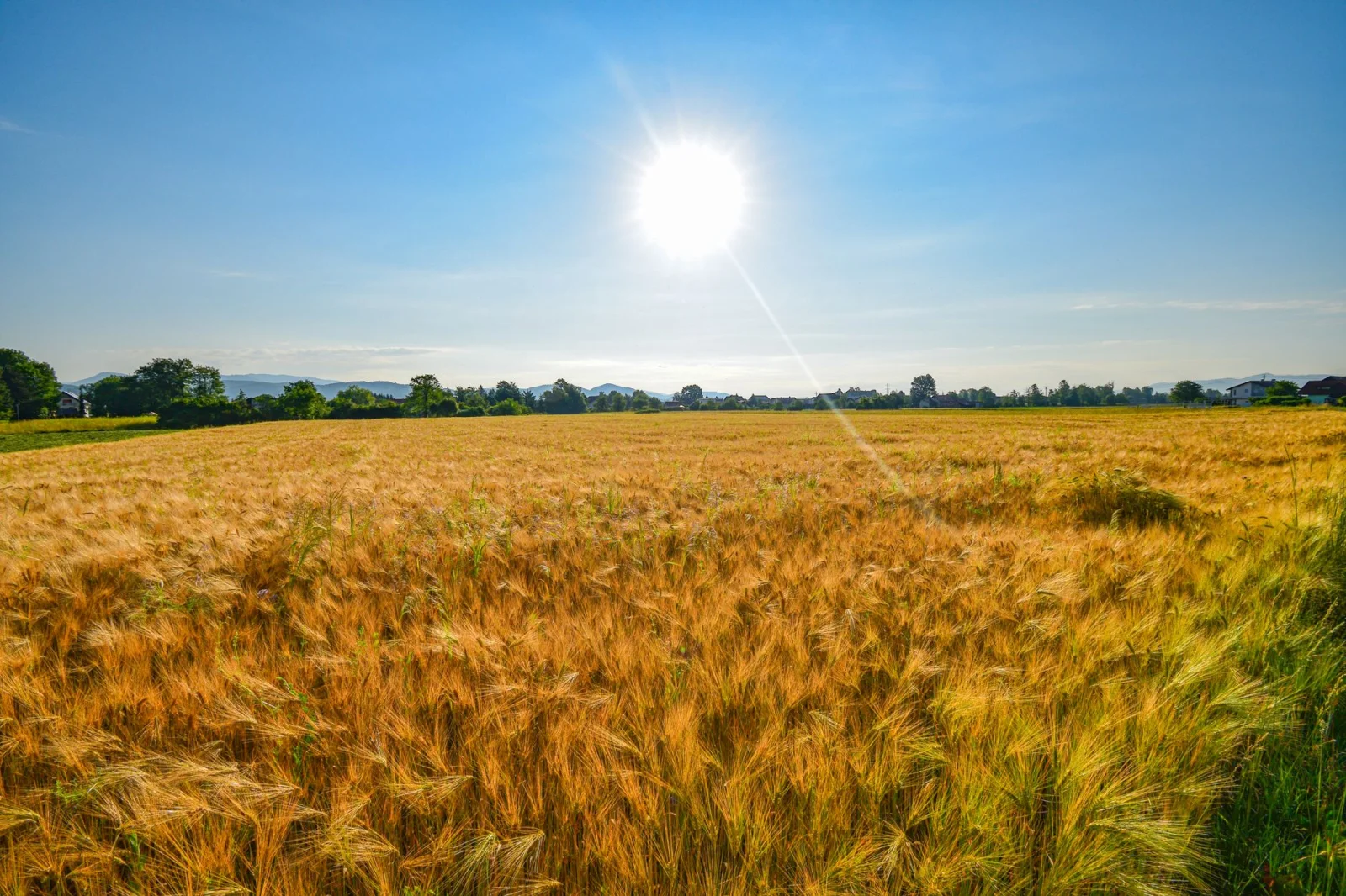 Summer Prediction Based on an Ancient Agricultural Law