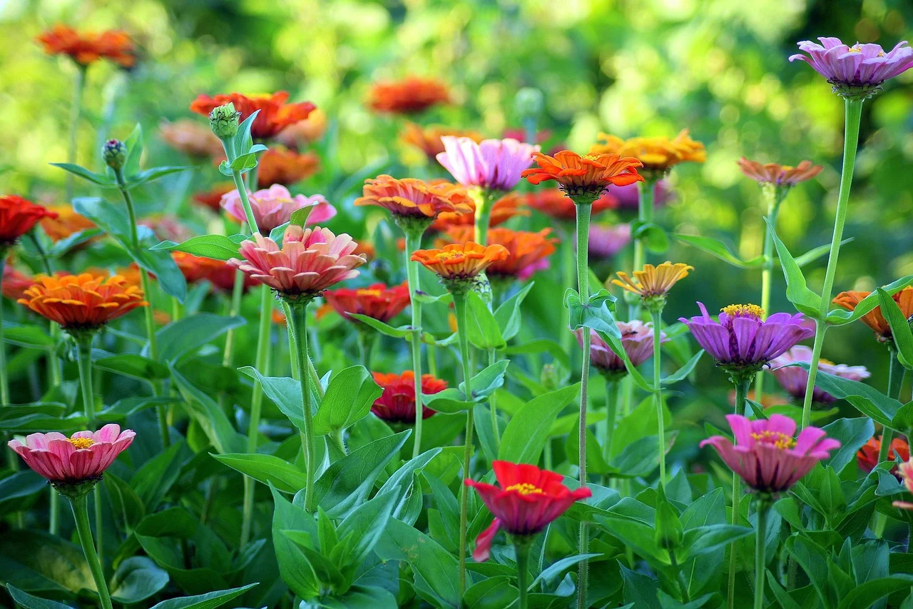 How to Keep Summer Flowers Blooming Until October?
