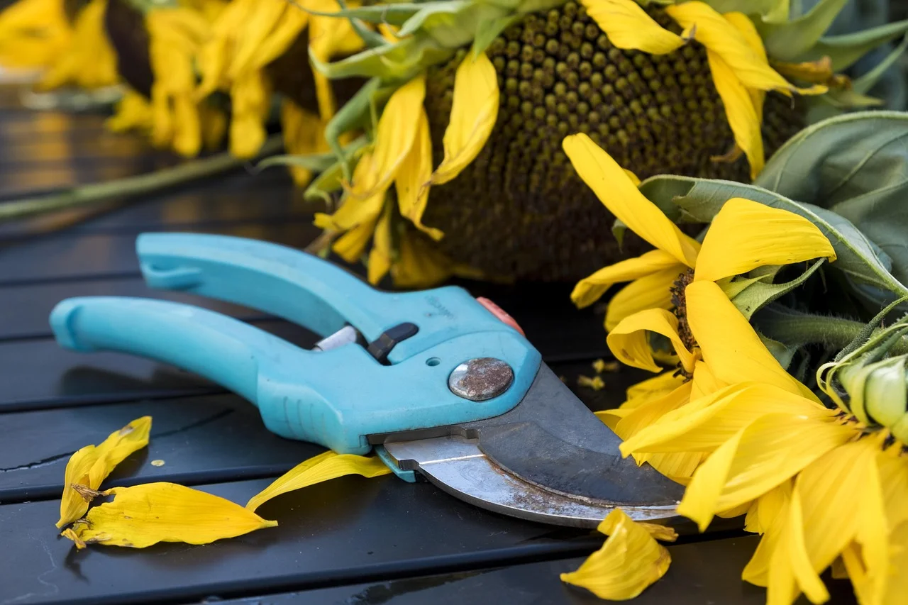 Secrets of Cutting Fresh Flowers: How and When?