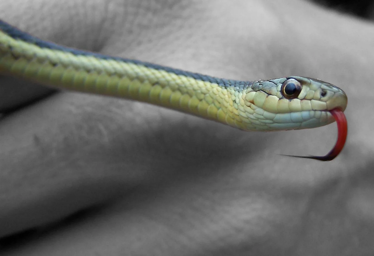 Reptile Attack: What to Do If a Snake Bites You?