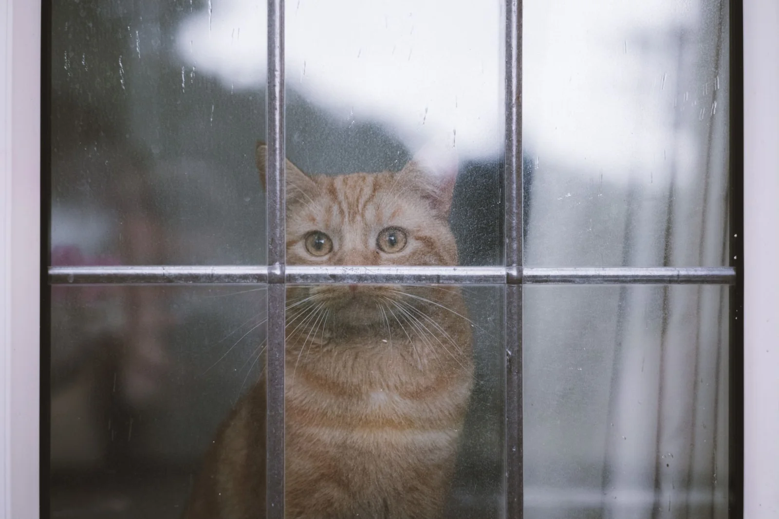 A Tragedy in Hanover: A Cat Abandoned in the Rain!
