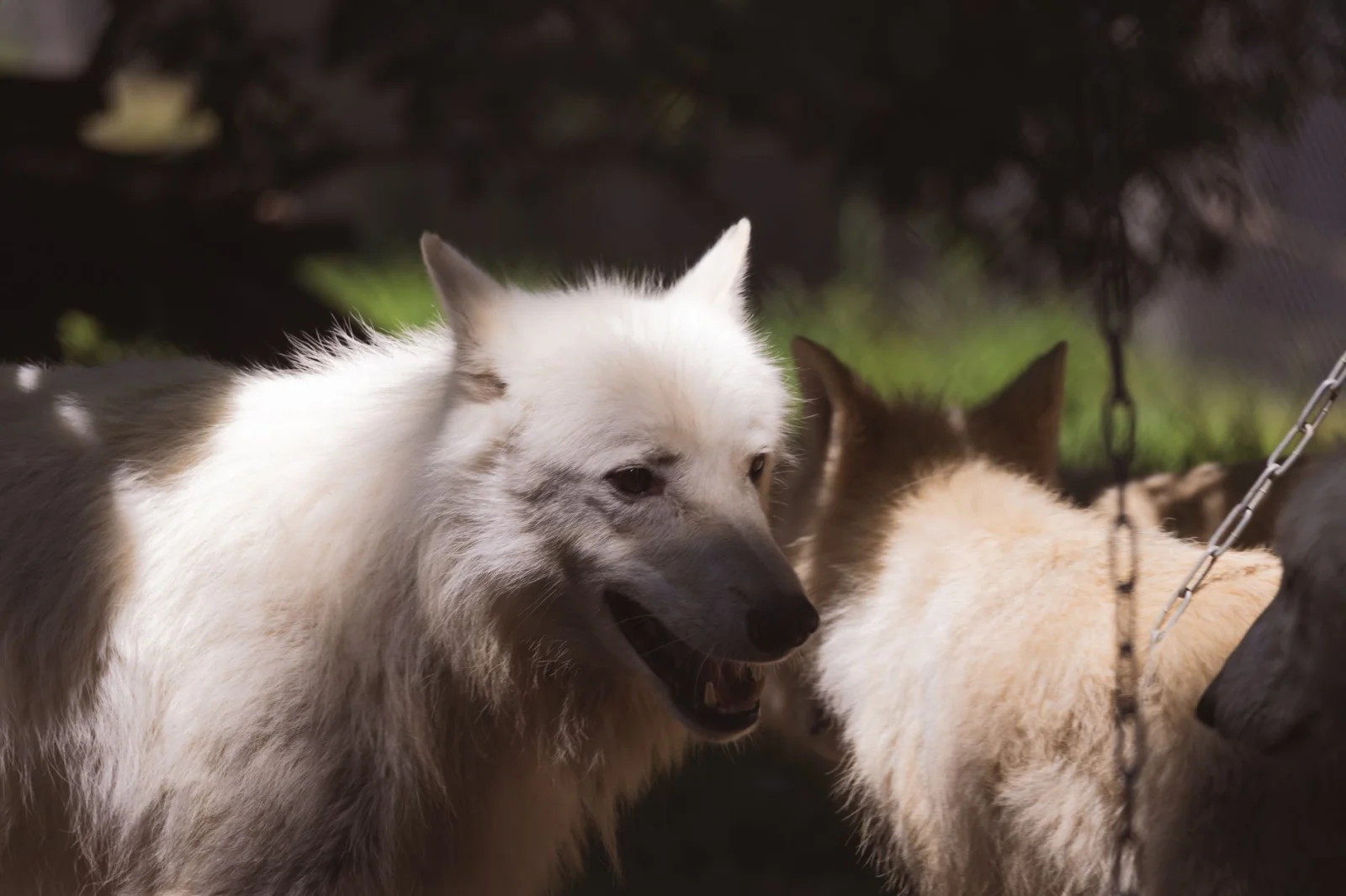Wolf Hunting Halted in Lahn-Dill: New Challenges for Wildlife Conservation