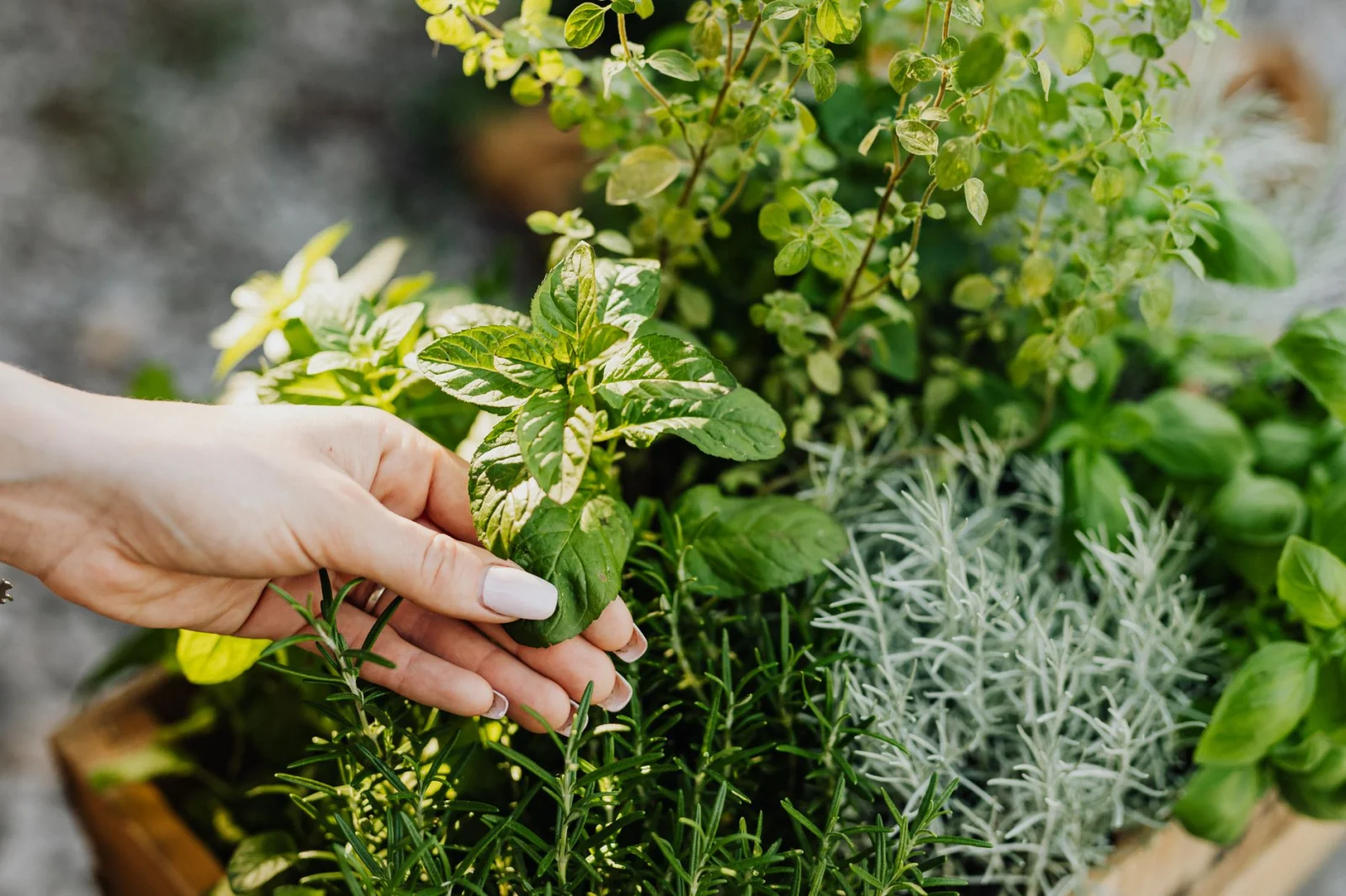 Hidden Secrets of Herb Gardens: From Kohlrabi to Turmeric!