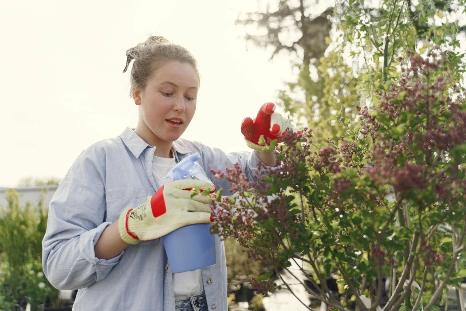 A Look at the Secrets of Gardening in Summer: What Actions Should We Take?