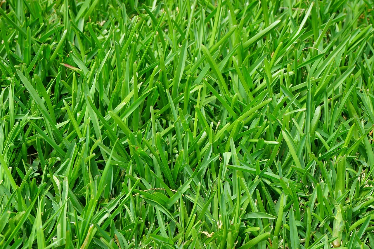 Green Color or Danger? Experts Warn About Interesting Gardening Trick